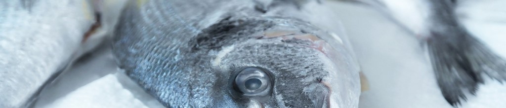 Pesce